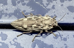 Chalcophora virginiensis image