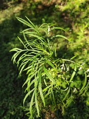 Senecio brasiliensis
