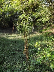Senecio brasiliensis