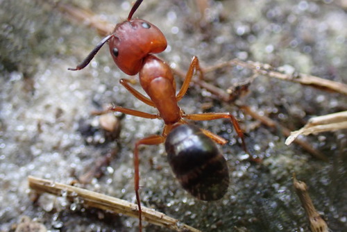 Florida Carpenter Ant