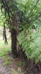 Cyathea australis
