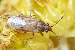 Nysius senecionis