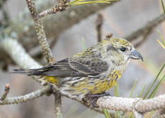 Red Crossbill photo 4