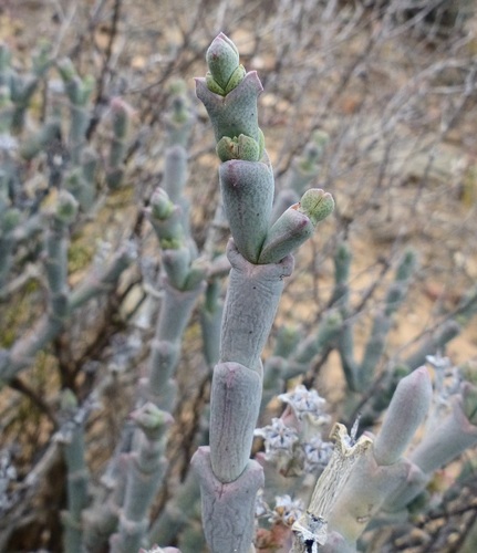 Ruschia crassa