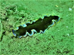 Pseudoceros prudhoei