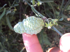 Araujia brachystephana