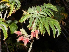 Melianthus
