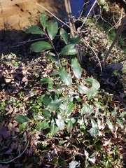 Prunus caroliniana