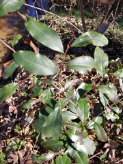 Prunus caroliniana