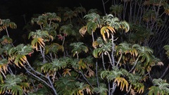 Melianthus