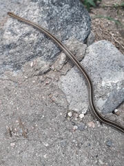 Philodryas psammophidea