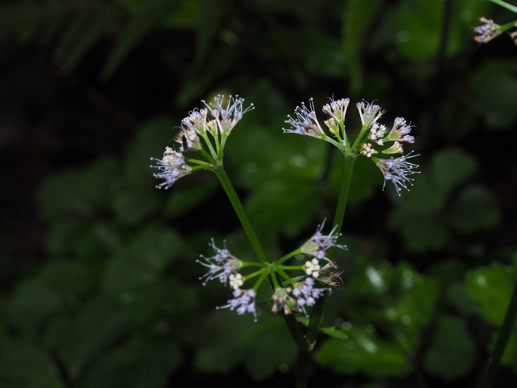 Sanicula orthacantha (Sanicula orthacantha)
