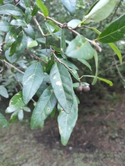 Sebastiania commersoniana