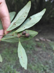 Sebastiania commersoniana