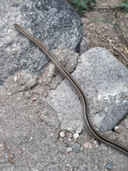 Philodryas psammophidea