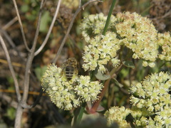 Hylotelephium maximum ruprechtii