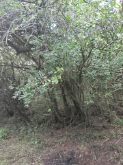 Sebastiania commersoniana