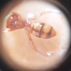 Dolichoderus lutosus