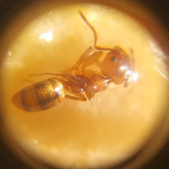 Dolichoderus lutosus