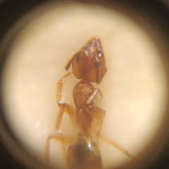 Dolichoderus lutosus
