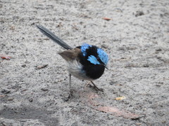 Malurus cyaneus cyaneus