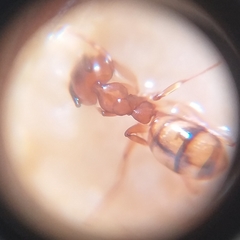 Dolichoderus lutosus