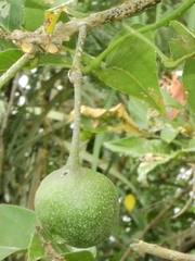 Dolichoderus lutosus