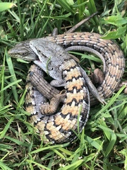 Elgaria multicarinata