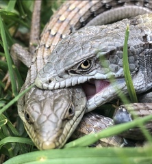 Elgaria multicarinata