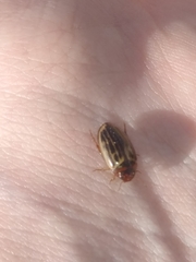 Agabus disintegratus