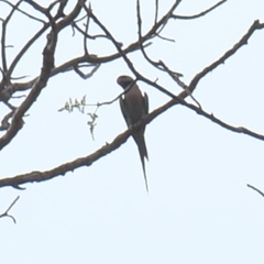 Psittacula alexandri fasciata