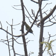 Psittacula alexandri fasciata