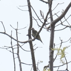 Psittacula alexandri fasciata