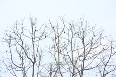 Psittacula alexandri fasciata