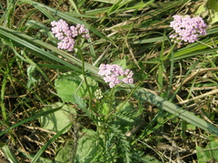 Achillea inundata