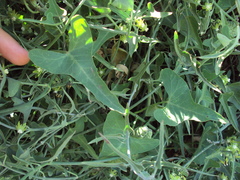 Araujia brachystephana