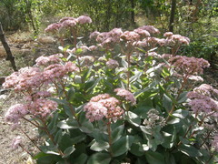 Hylotelephium maximum maximum