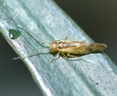 Valenzuela subflavus