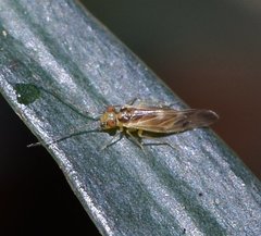 Valenzuela subflavus