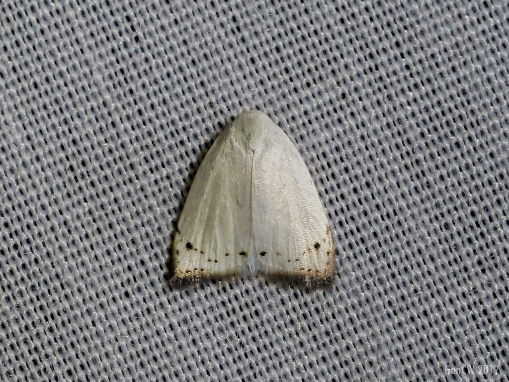 Eurosia melanopera