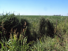 Araujia brachystephana