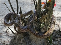 Madagascarophis colubrinus