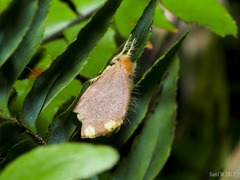 Orvasca