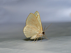 Lomographa luciferata