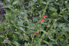 Justiciinae