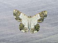 Pingasa ruginaria