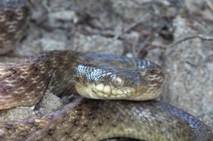 Madagascarophis colubrinus