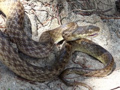 Madagascarophis colubrinus