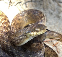 Madagascarophis colubrinus