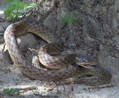 Madagascarophis colubrinus